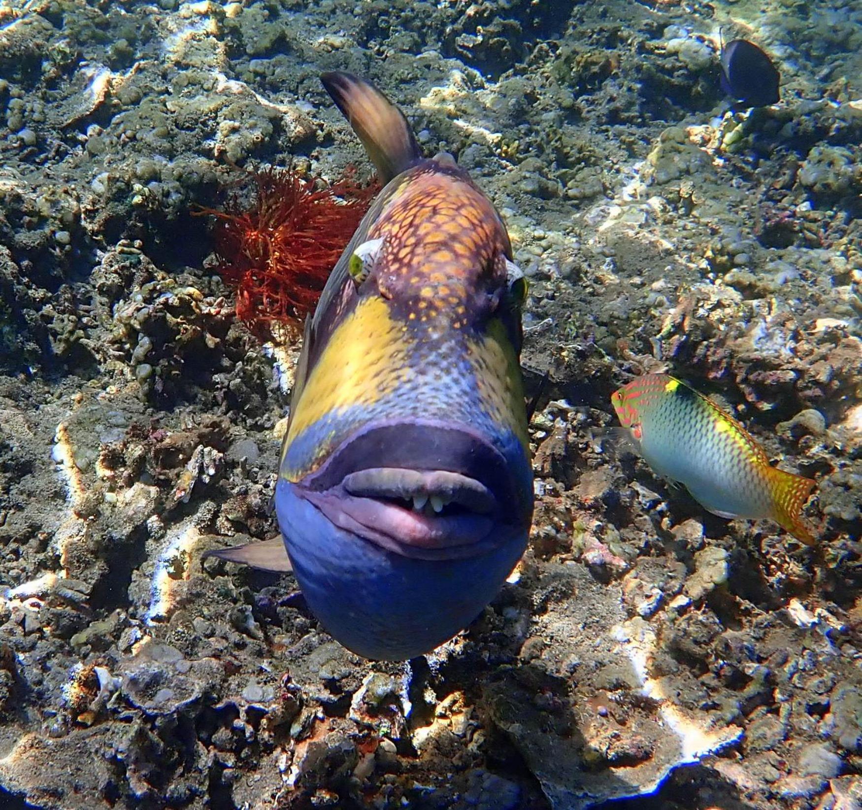 United Colors Of Lembongan Exterior foto